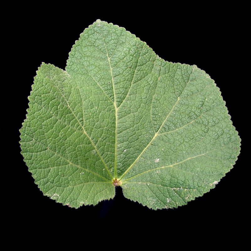 Alcea rosea.05