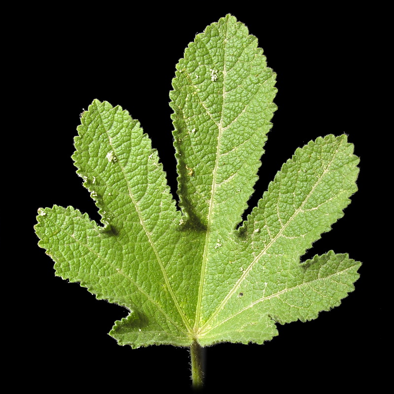 Alcea rosea.06