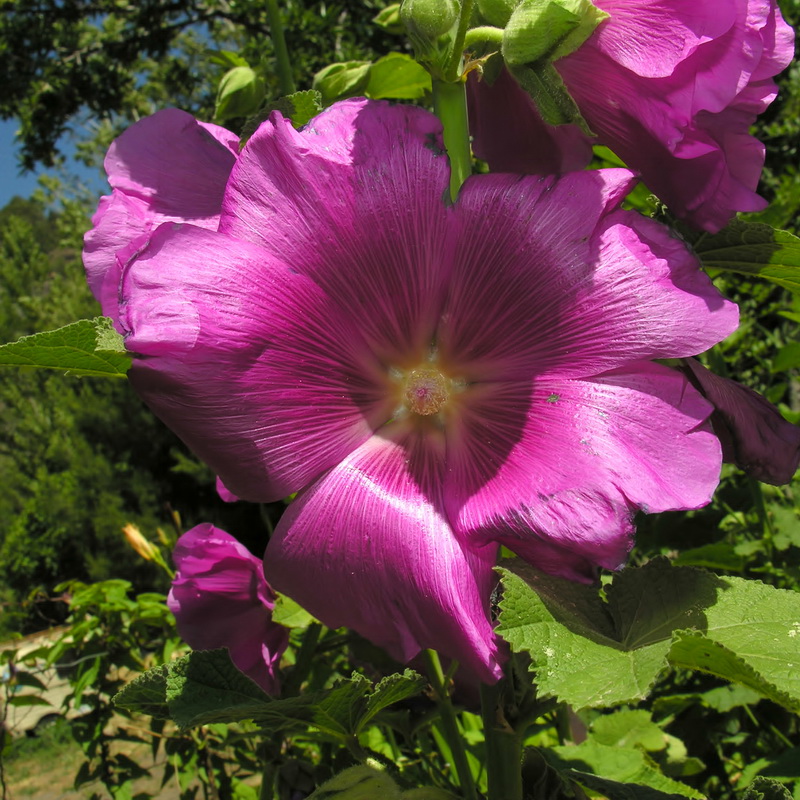 Alcea rosea.08