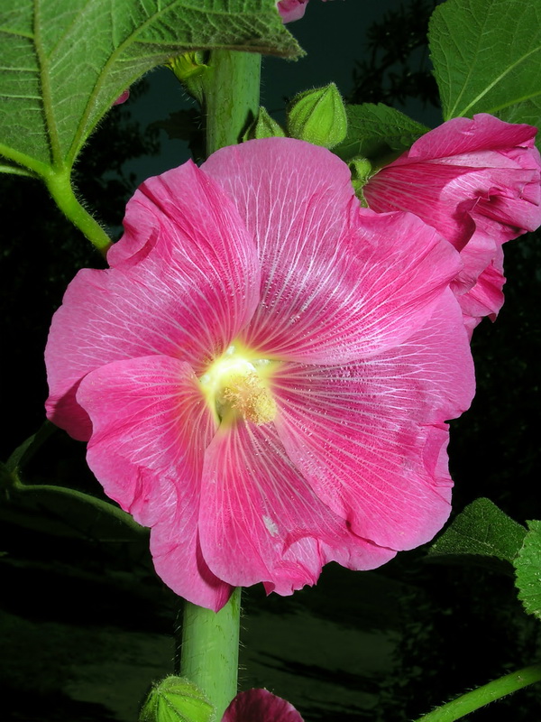 Alcea rosea.10