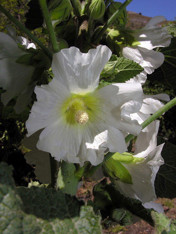 Alcea rosea.11