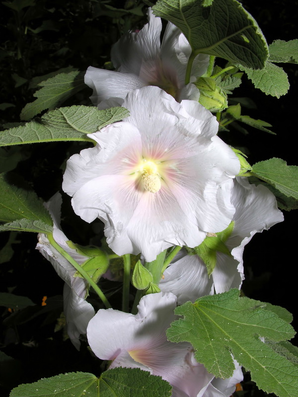 Alcea rosea.12
