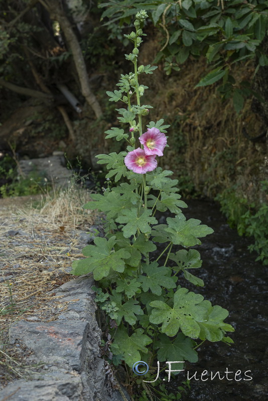 Alcea rosea.14
