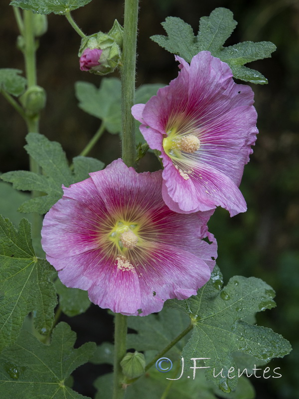 Alcea rosea.15