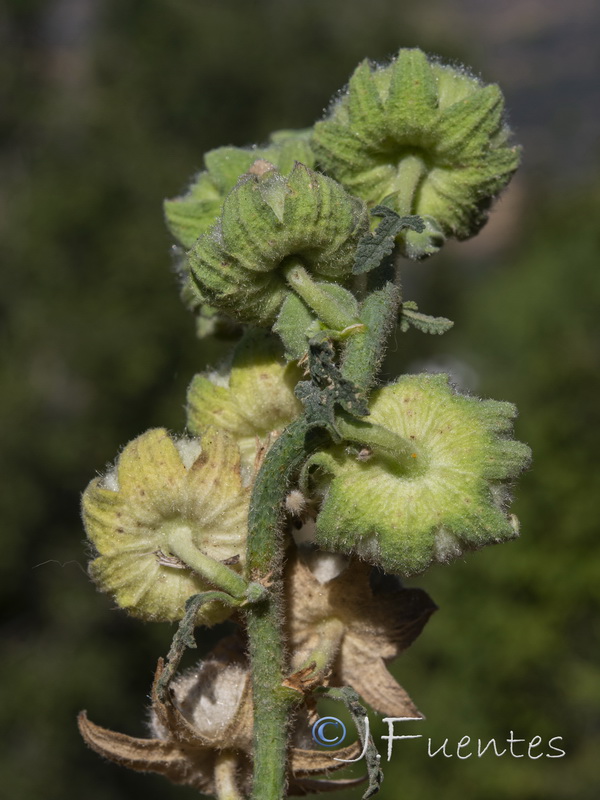 Alcea rosea.17