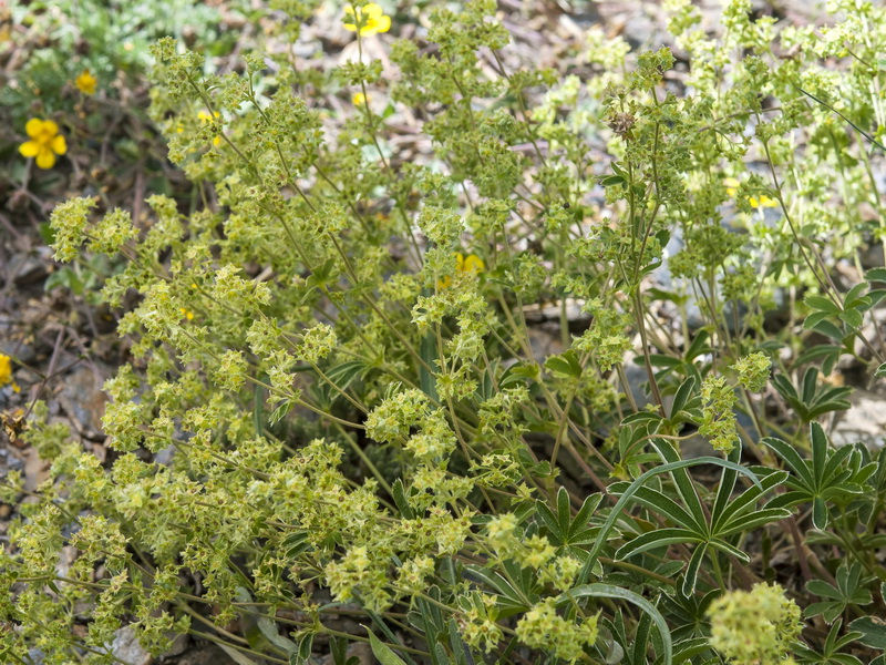 Alchemilla fontqueri.01