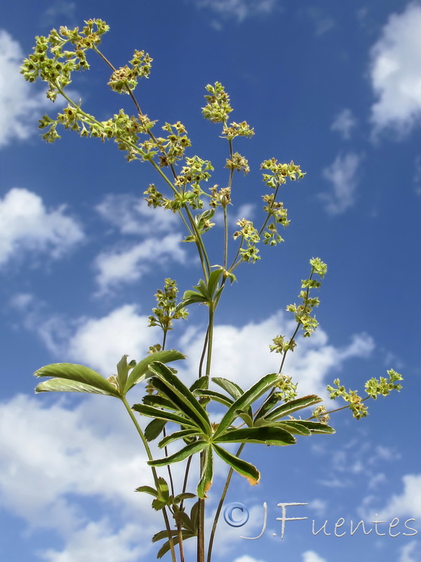 Alchemilla fontqueri.02