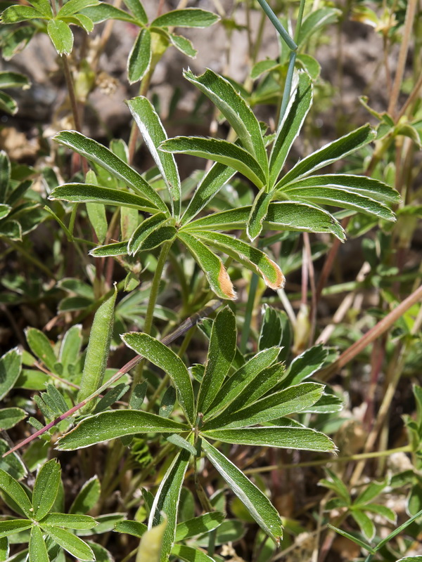 Alchemilla fontqueri.04