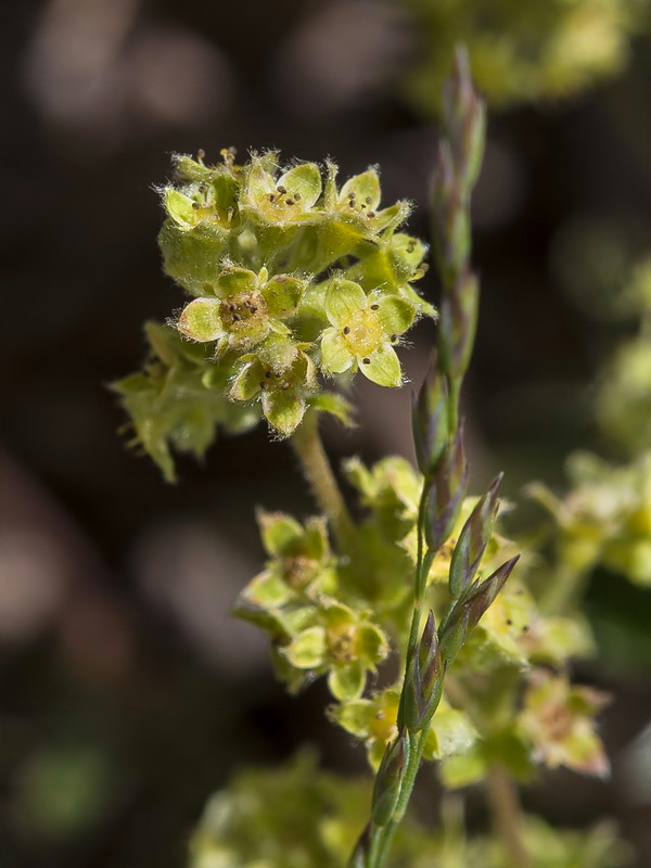 Alchemilla fontqueri.07