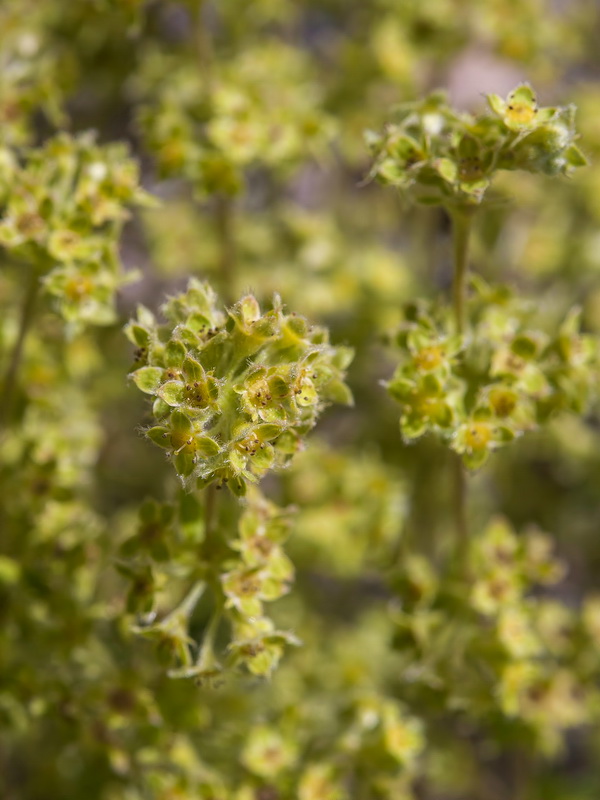 Alchemilla fontqueri.09