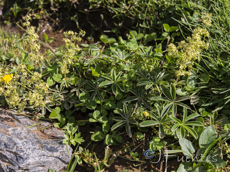 Alchemilla fontqueri.13