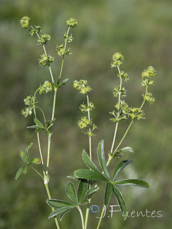 Alchemilla fontqueri.15