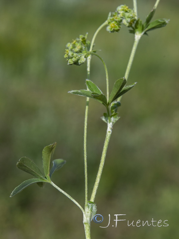Alchemilla fontqueri.17