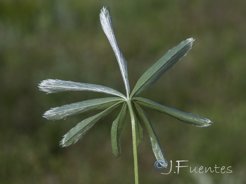 Alchemilla fontqueri.18