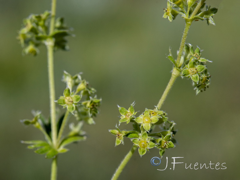 Alchemilla fontqueri.20