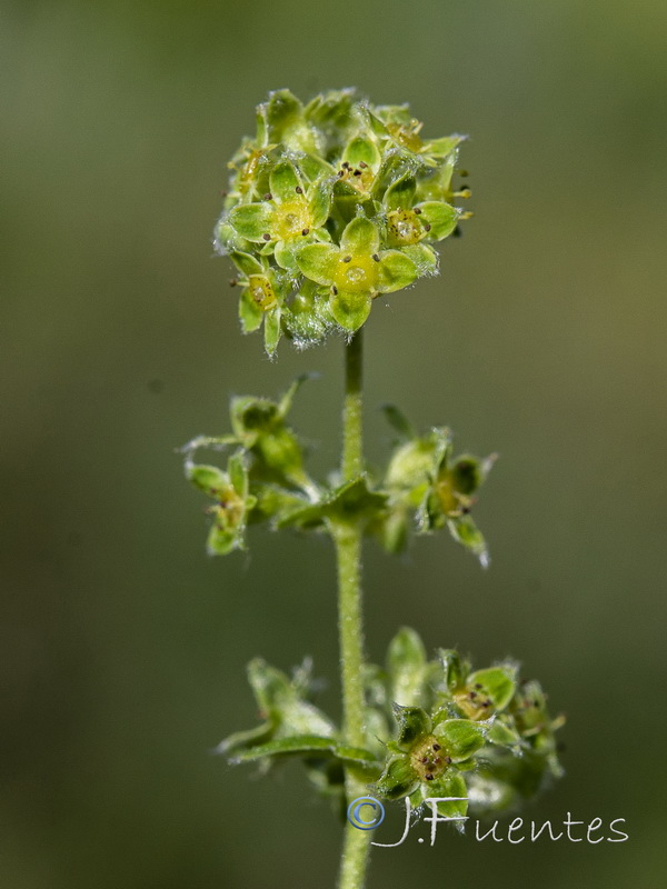 Alchemilla fontqueri.21