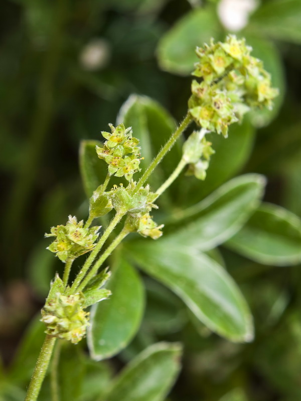 Alchemilla saxatilis.02