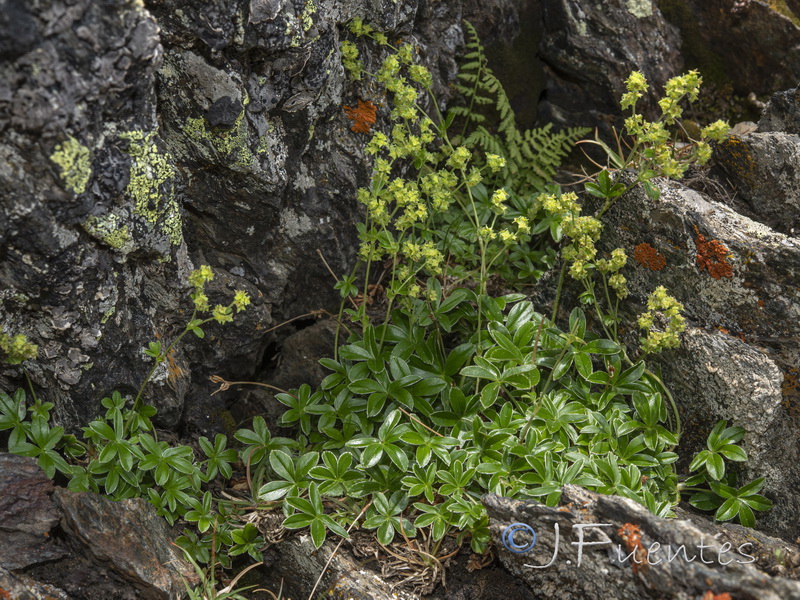 Alchemilla saxatilis.03