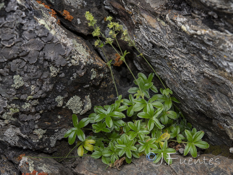 Alchemilla saxatilis.04