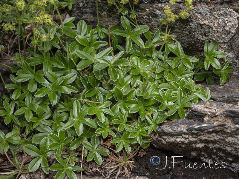 Alchemilla saxatilis.05