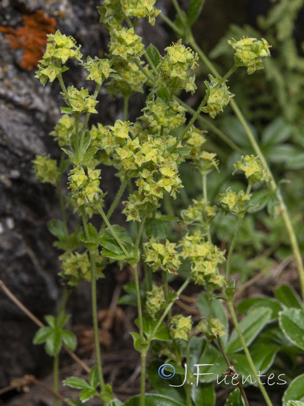 Alchemilla saxatilis.06