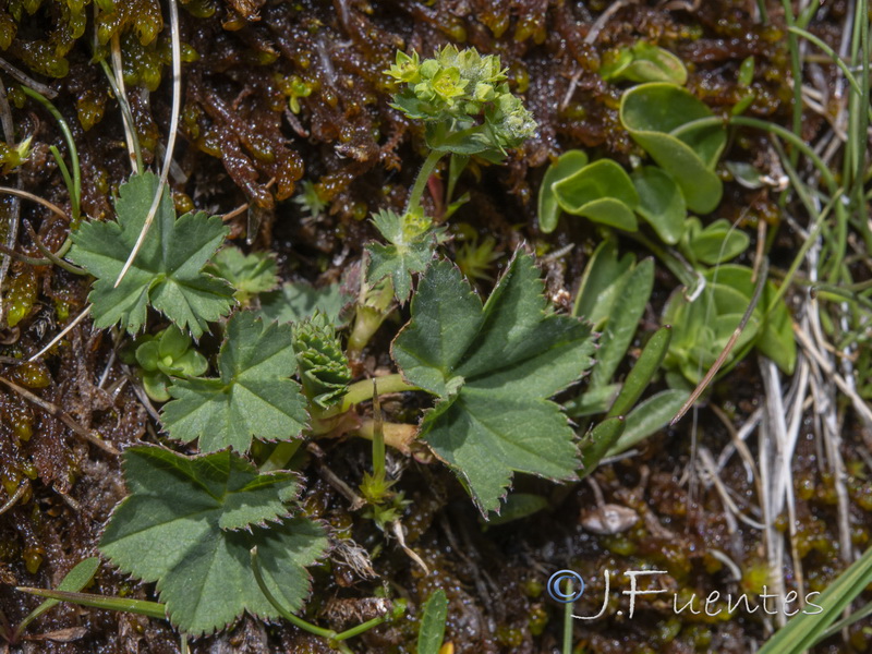 Alchemilla straminea.08