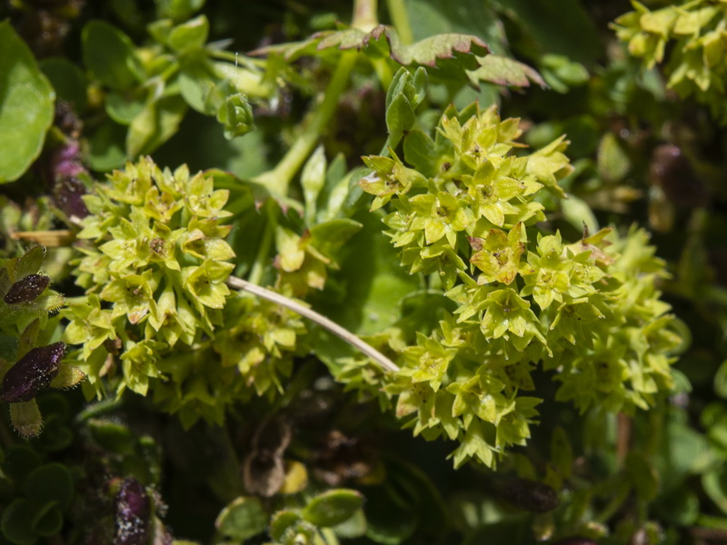 Alchemilla straminea.13