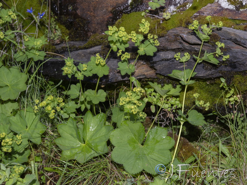 Alchemilla straminea.07