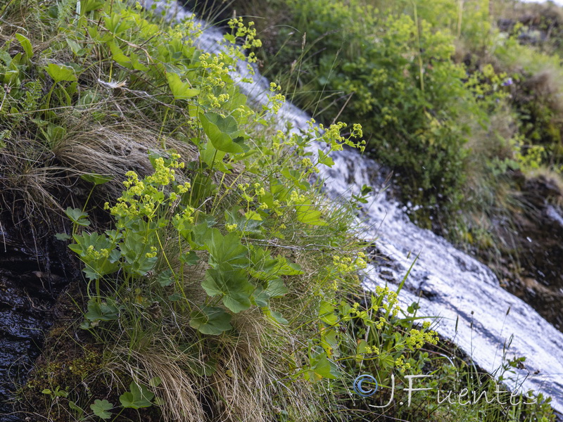 Alchemilla straminea.17