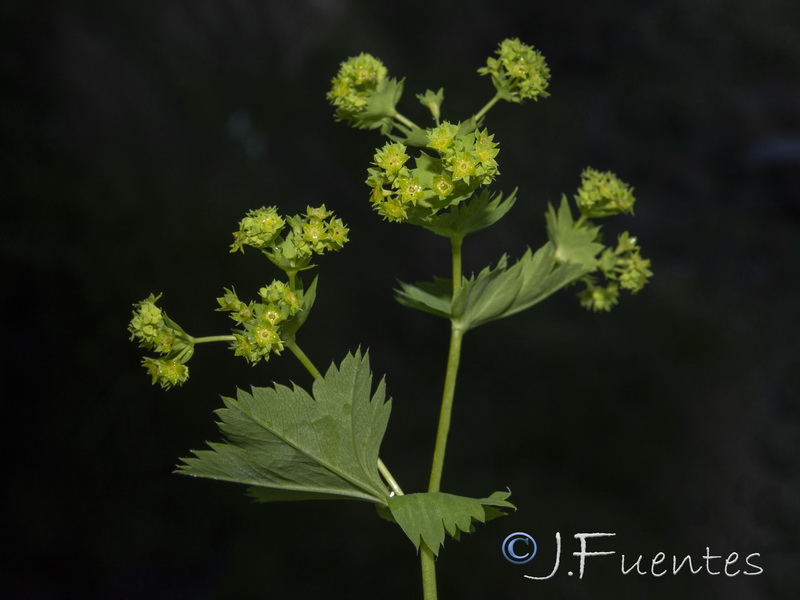 Alchemilla straminea.09