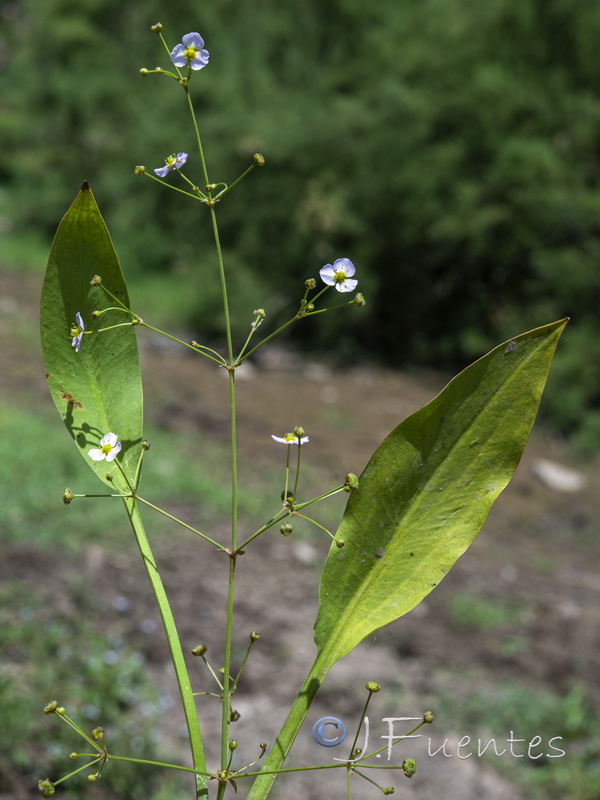 Alisma lanceolatum.01