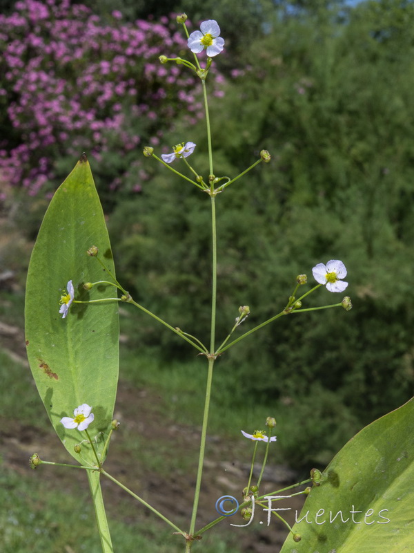 Alisma lanceolatum.02