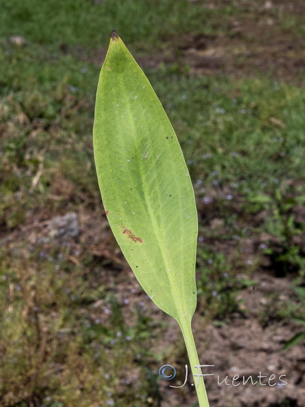 Alisma lanceolatum.03