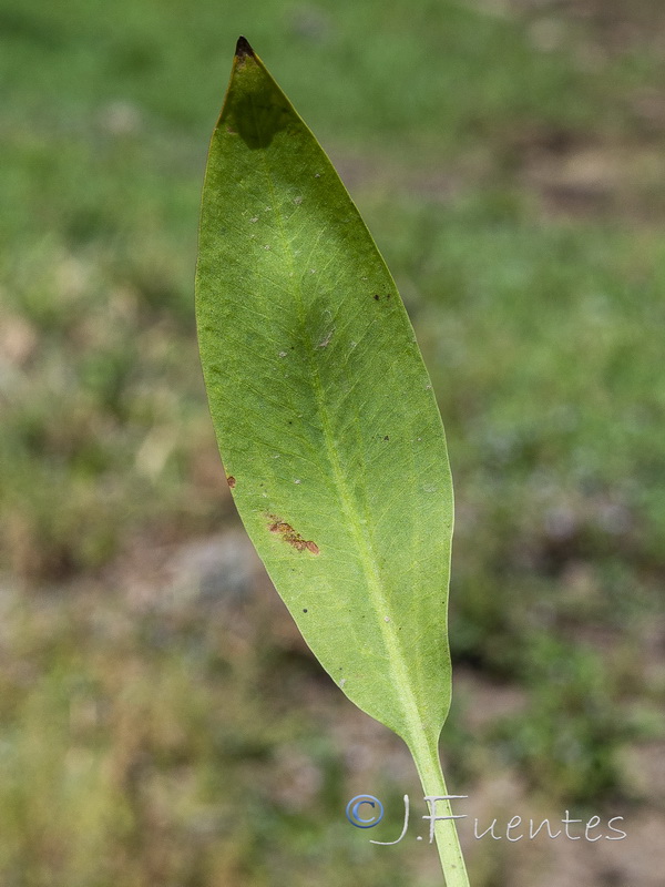 Alisma lanceolatum.04