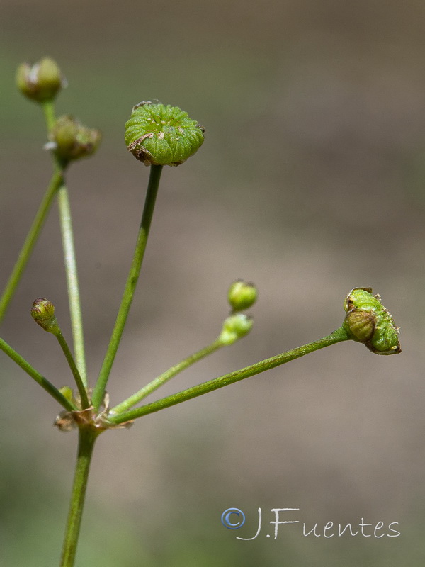 Alisma lanceolatum.06