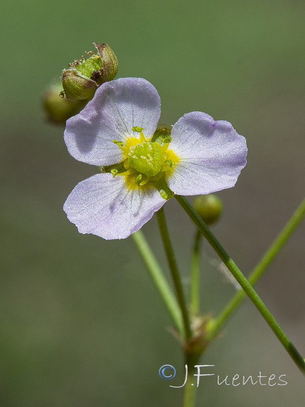 Alisma lanceolatum.07