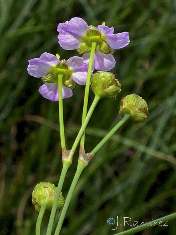 Alisma lanceolatum.08