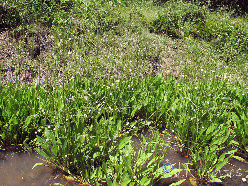 Alisma plantago acuatica.01