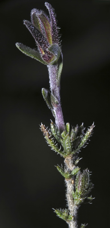 Alkanna tinctoria tinctoria.03
