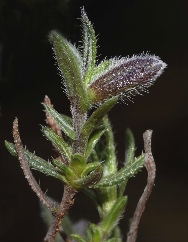 Alkanna tinctoria tinctoria.05