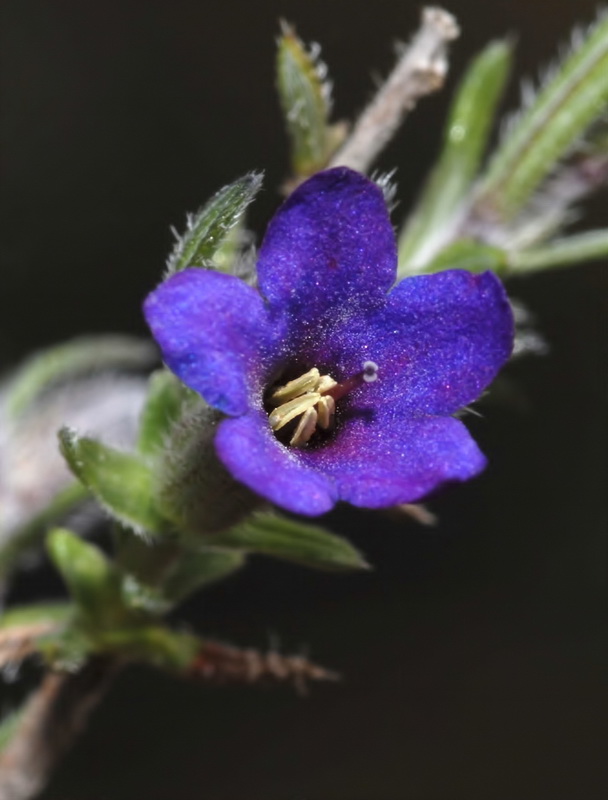 Alkanna tinctoria tinctoria.07