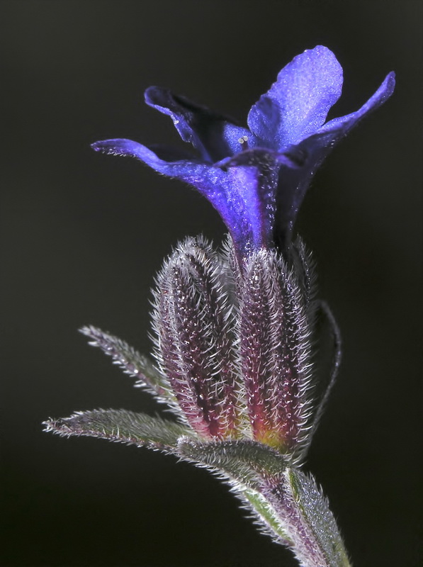 Alkanna tinctoria tinctoria.11