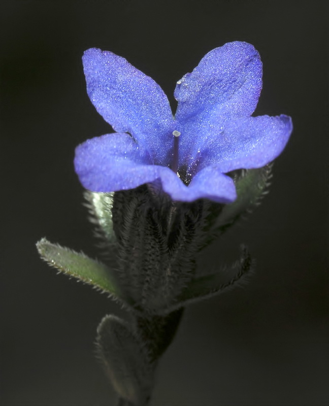 Alkanna tinctoria tinctoria.16