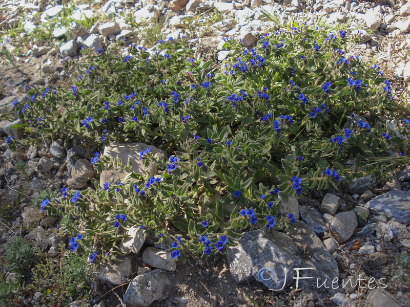 Alkanna tinctoria tinctoria.17
