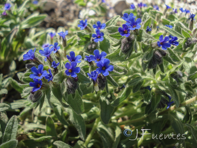 Alkanna tinctoria tinctoria.18