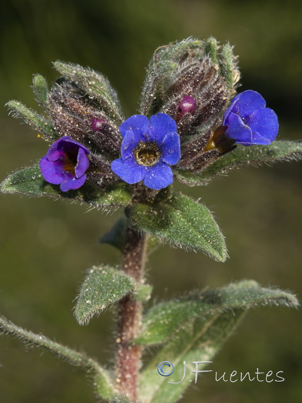Alkanna tinctoria tinctoria.20