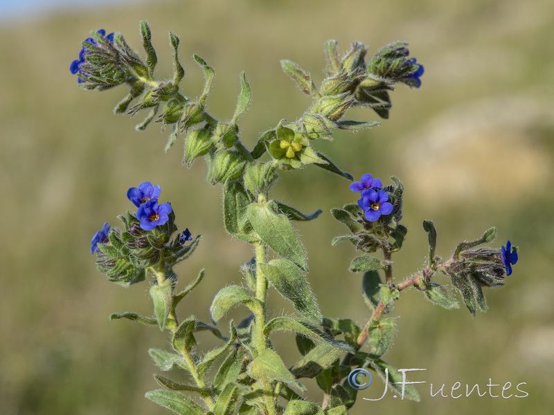 Alkanna tinctoria tinctoria.19