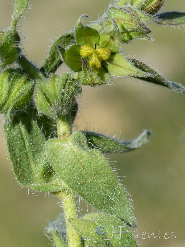 Alkanna tinctoria tinctoria.23