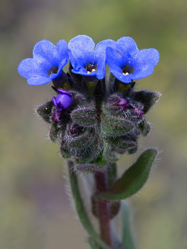 Alkanna tinctoria tinctoria.27