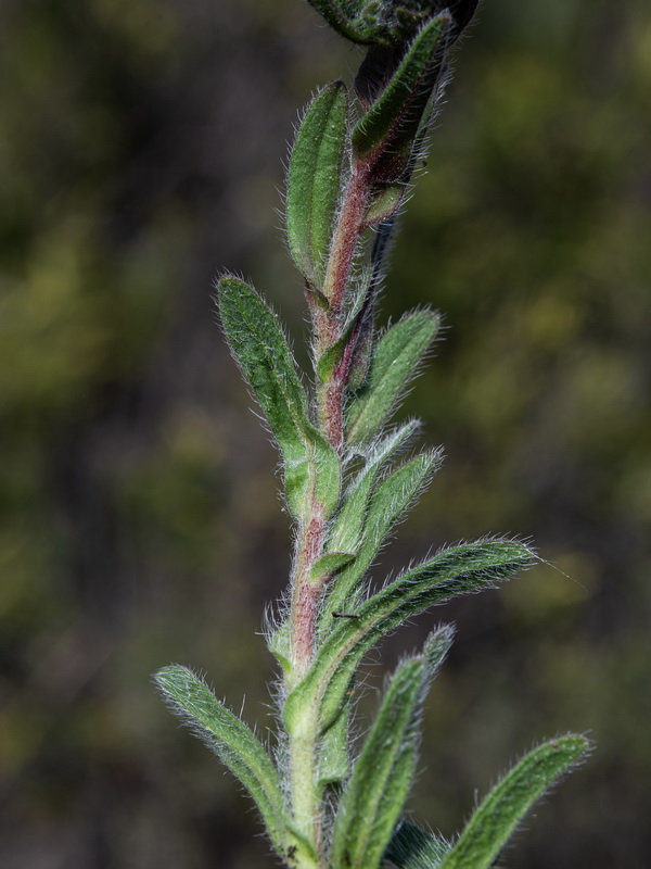 Alkanna tinctoria tinctoria.03